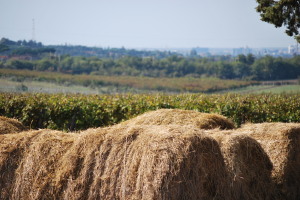 Fattoria Fiorano Panorama