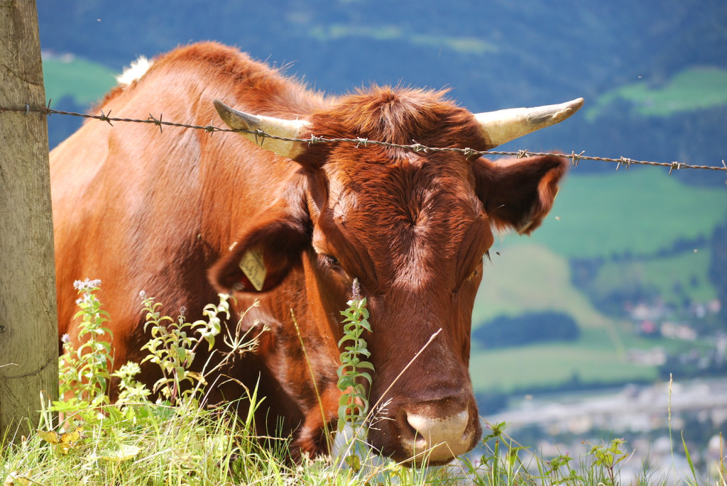 Estate con Bambini: Mare o Montagna - Austria